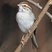 Chipping Sparrow